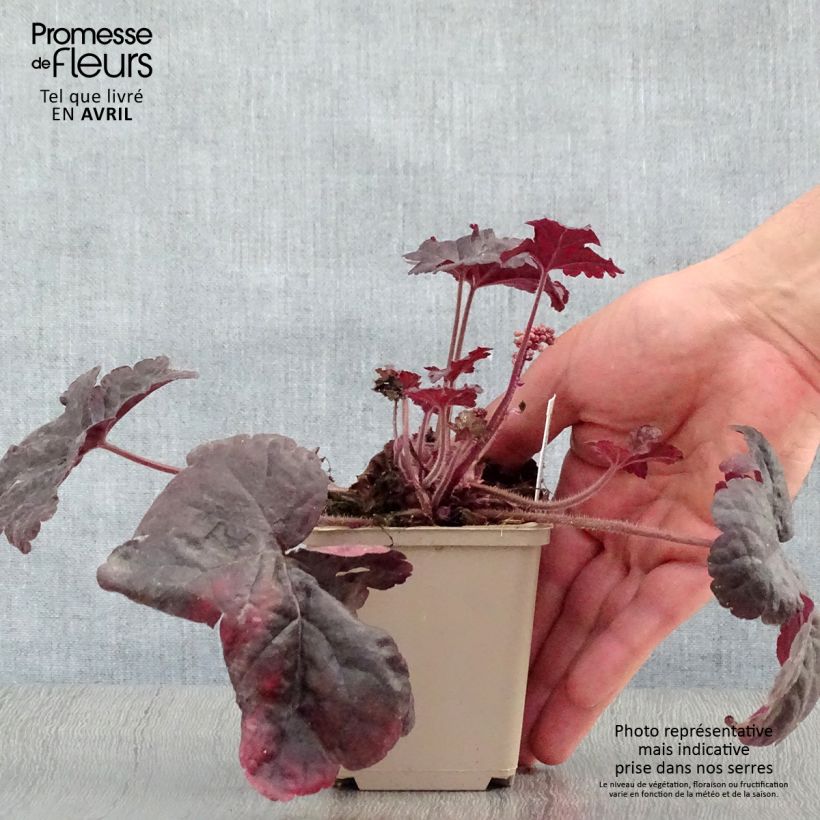 Exemplar von Heucherella Onyx - Schaumglöckchen Kleine Töpfe von 8/9 cm wie im Frühjahr geliefert