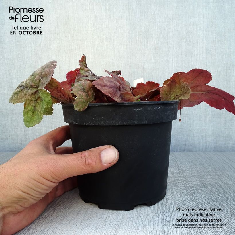 Exemplar von Heucherella Redstone Falls - Schaumglöckchen Topf mit 2L/3L wie im Herbst geliefert