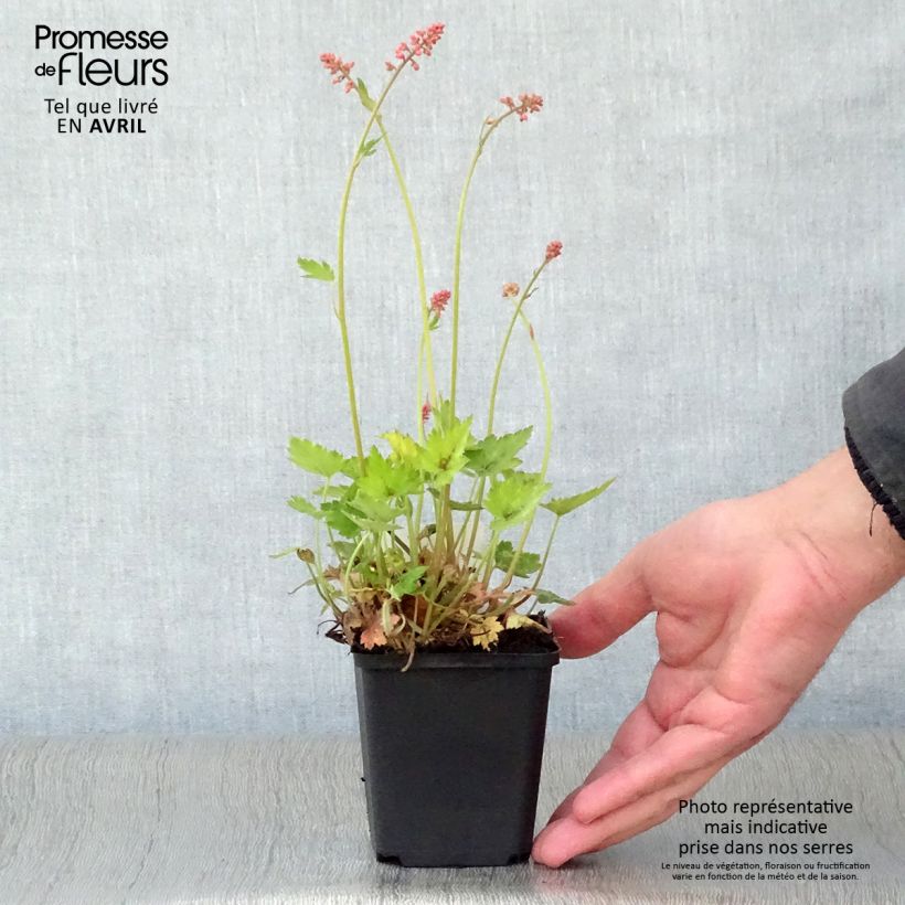 Exemplar von Heucherella alba Bridget Bloom - Schaumglöckchen Kleine Töpfe von 8/9 cm wie im Frühjahr geliefert