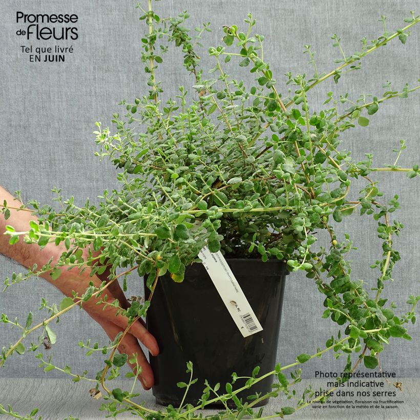 Exemplar von Hibbertia aspera - Münzgold Topf mit 4L/5L wie im Sommer geliefert