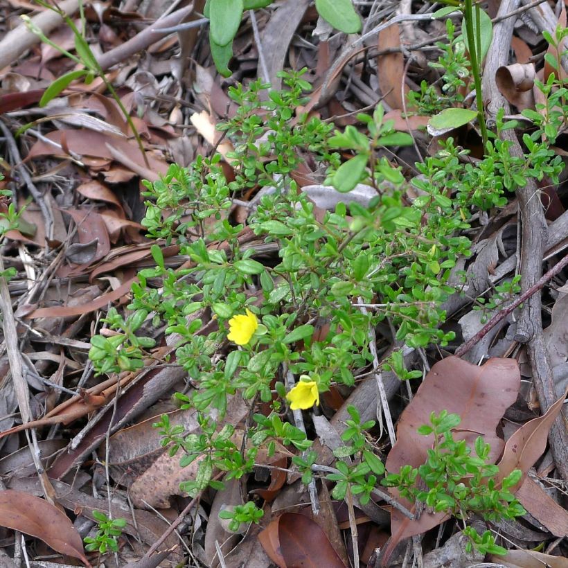 Hibbertia aspera - Münzgold (Hafen)