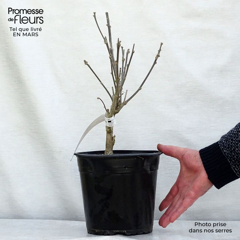 Exemplar von Garten-Hibiscus French Cabaret Purple - Hibiscus syriacus Topf mit 3L/4L wie im Winter geliefert