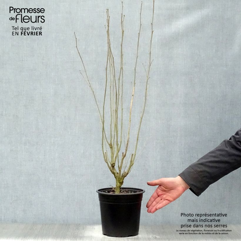 Exemplar von Garten-Hibiscus French Cabaret Red - Hibiscus syriacus Topf mit 3L/4L wie im Winter geliefert