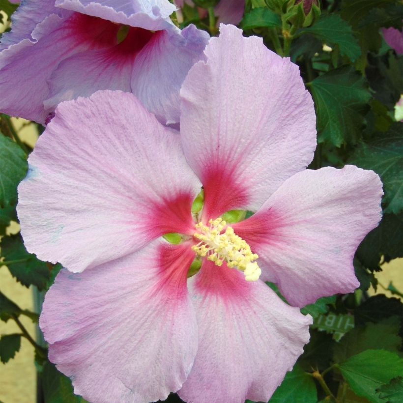 Hibiscus Rose Moon - Garten-Hibiscus (Blüte)