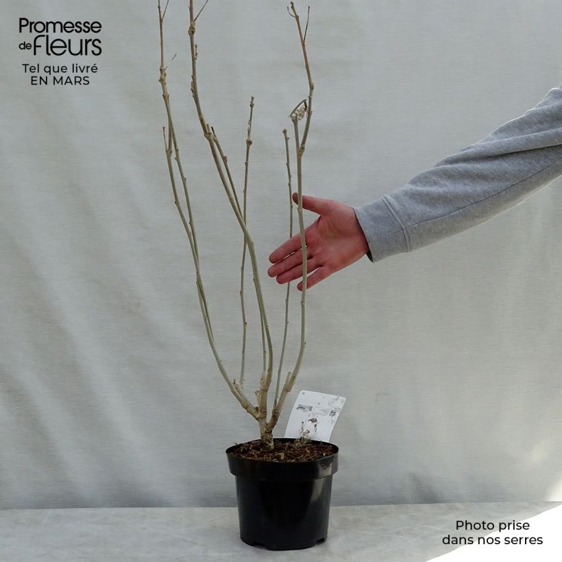 Exemplar von Hibiscus Rose Moon - Garten-Hibiscus Topf mit 3L/4L wie im Frühjahr geliefert