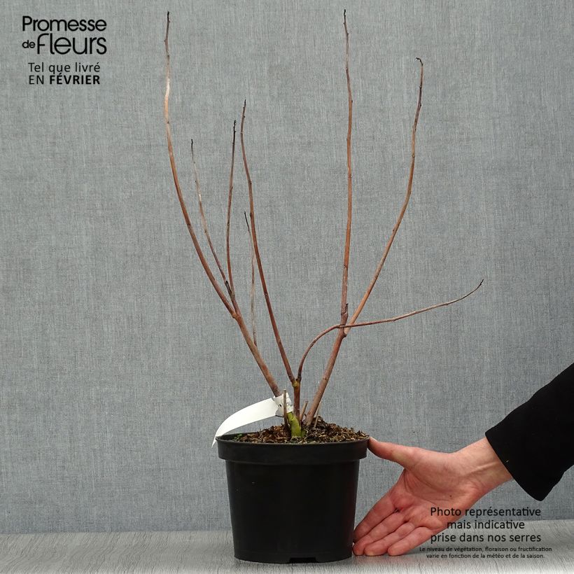 Exemplar von Hibiscus coccineus - Scharlach-Hibiskus Topf mit 4L/5L wie im Winter geliefert