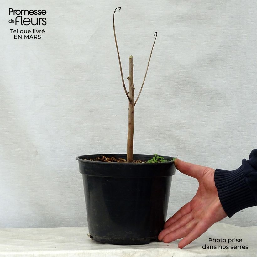 Exemplar von Hibiscus coccineus - Scharlach-Hibiskus Topf mit 4L/5L wie im Frühjahr geliefert