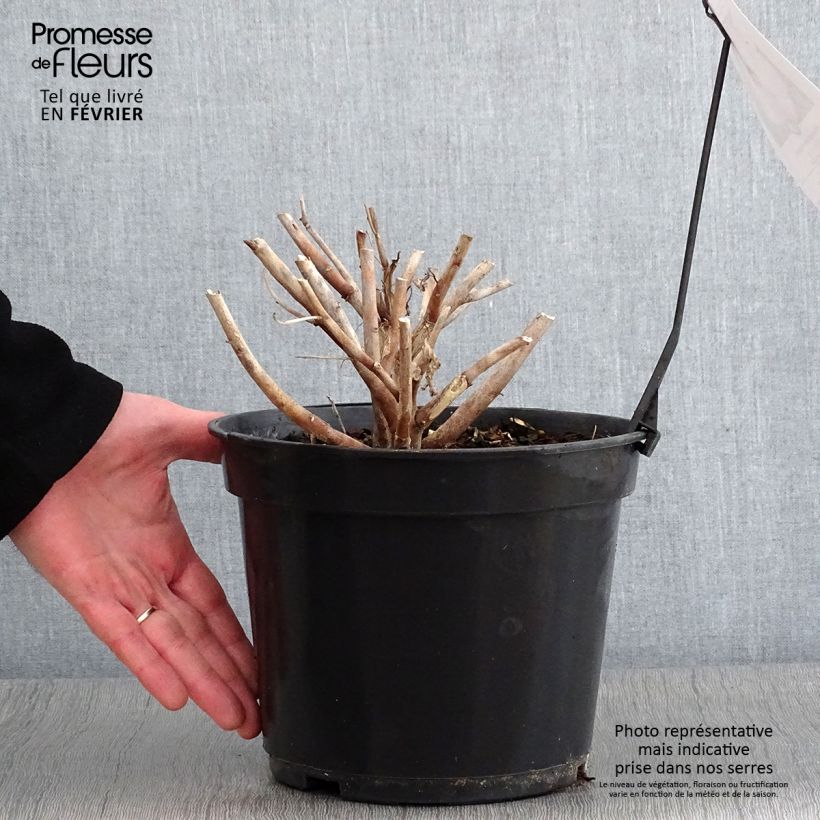 Exemplar von Hibiscus moscheutos Fujin - Sumpfeibisch Topf mit 4L/5L wie im Winter geliefert