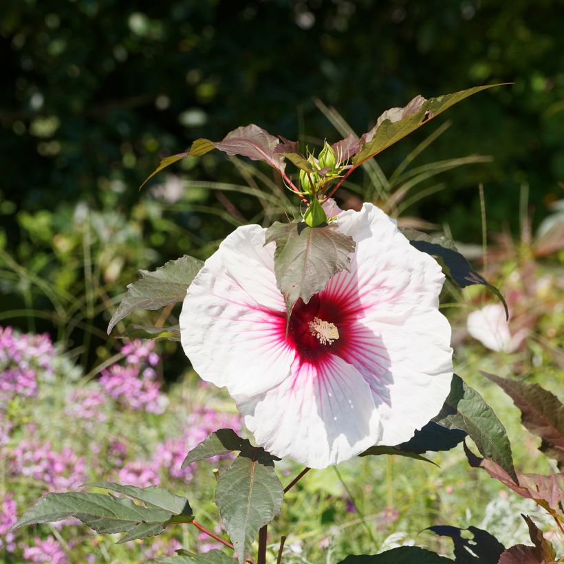Hibiscus moscheutos Joli Coeur - Sumpfeibisch (Blüte)