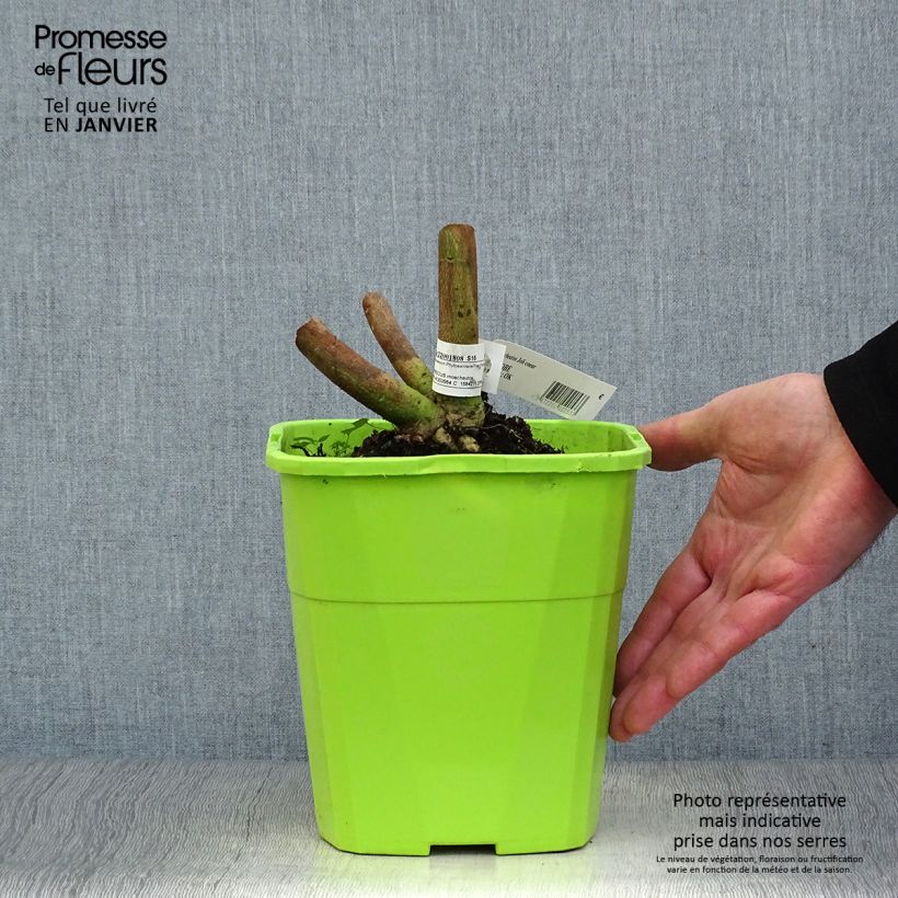 Exemplar von Hibiscus moscheutos Joli Coeur - Sumpfeibisch Topf mit 3L/4L wie im Winter geliefert