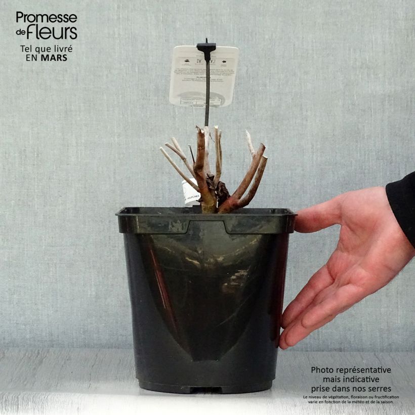 Exemplar von Hibiscus moscheutos Midnight Marvel - Sumpfeibisch Topf mit 3L/4L wie im Frühjahr geliefert