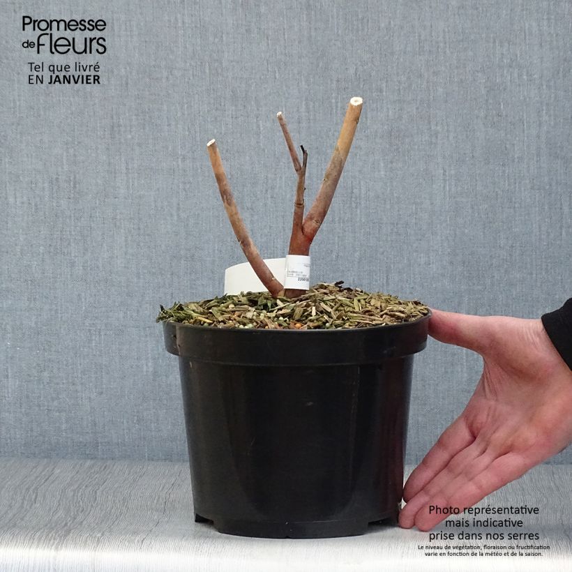 Exemplar von Hibiscus moscheutos Midnight Marvel - Sumpfeibisch Topf mit 3L/4L wie im Winter geliefert