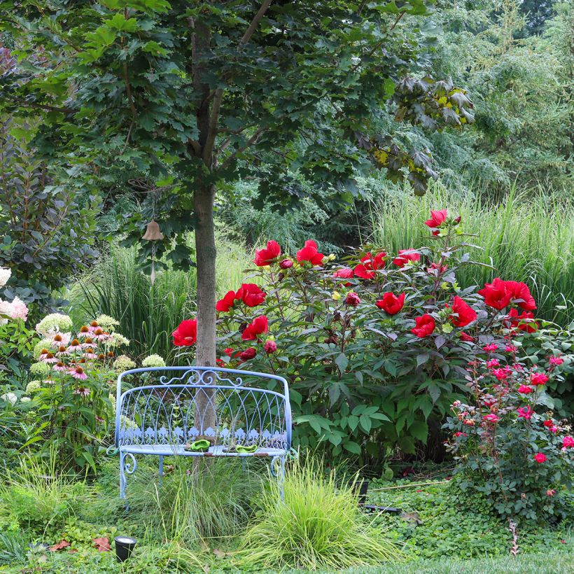 Hibiscus moscheutos Midnight Marvel - Sumpfeibisch (Hafen)