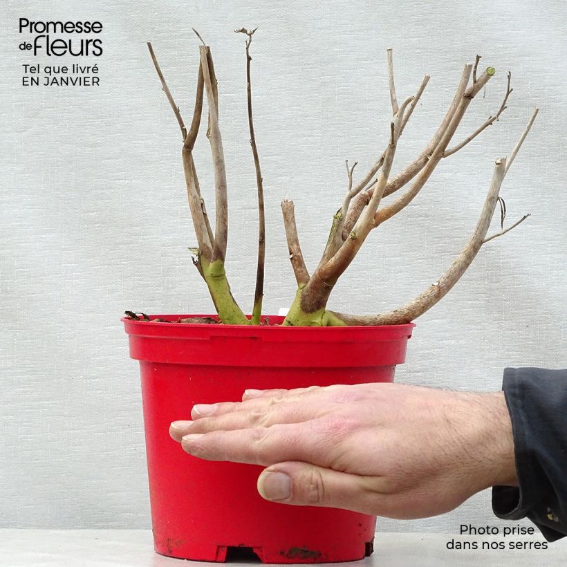 Exemplar von Hibiscus moscheutos PLANET Griotte - Sumpfeibisch Topf mit 3L/4L wie im Winter geliefert