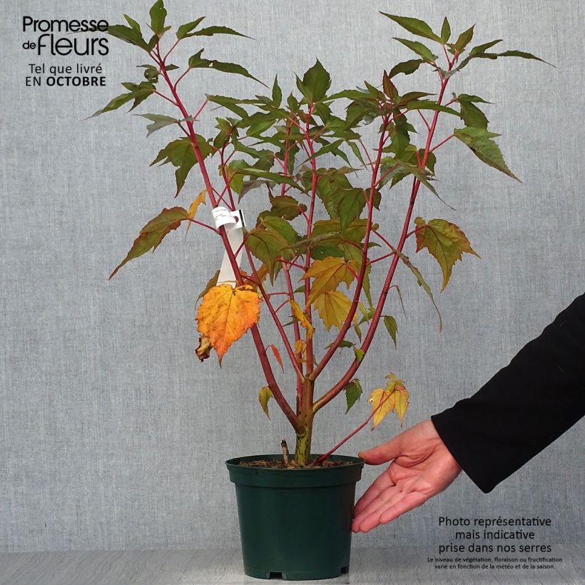 Exemplar von Hibiscus moscheutos PLANET Griotte - Sumpfeibisch Topf mit 3L/4L wie im Herbst geliefert