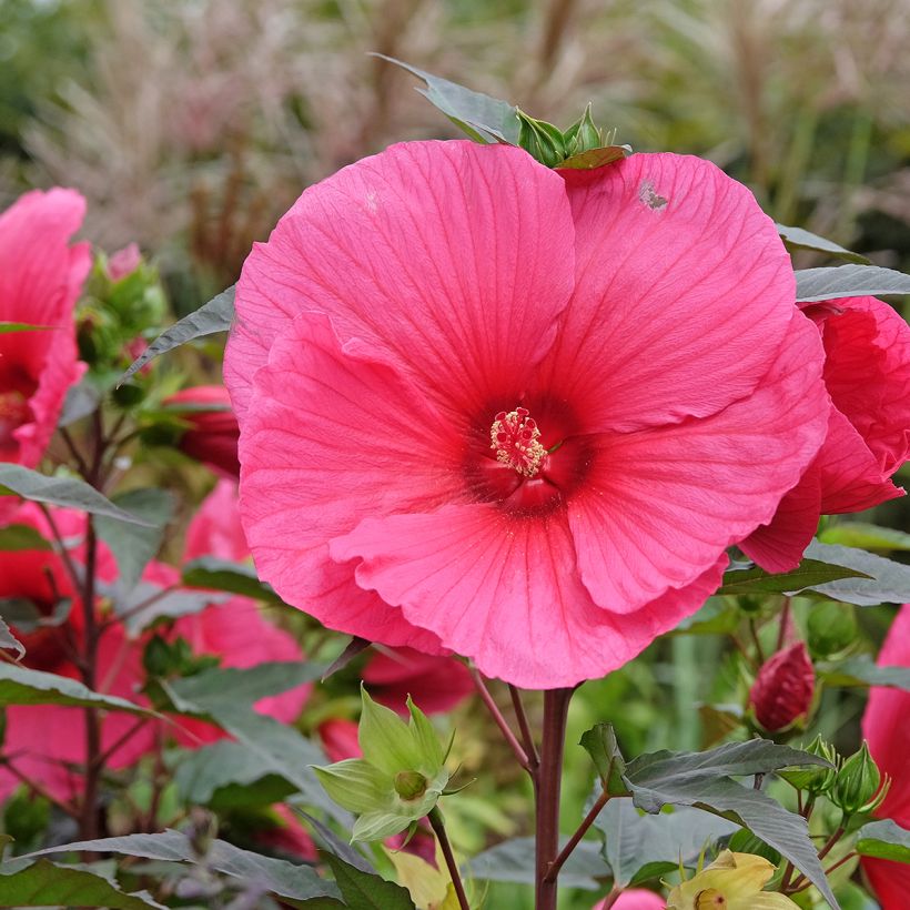 Hibiscus moscheutos PLANET Griotte - Sumpfeibisch (Blüte)