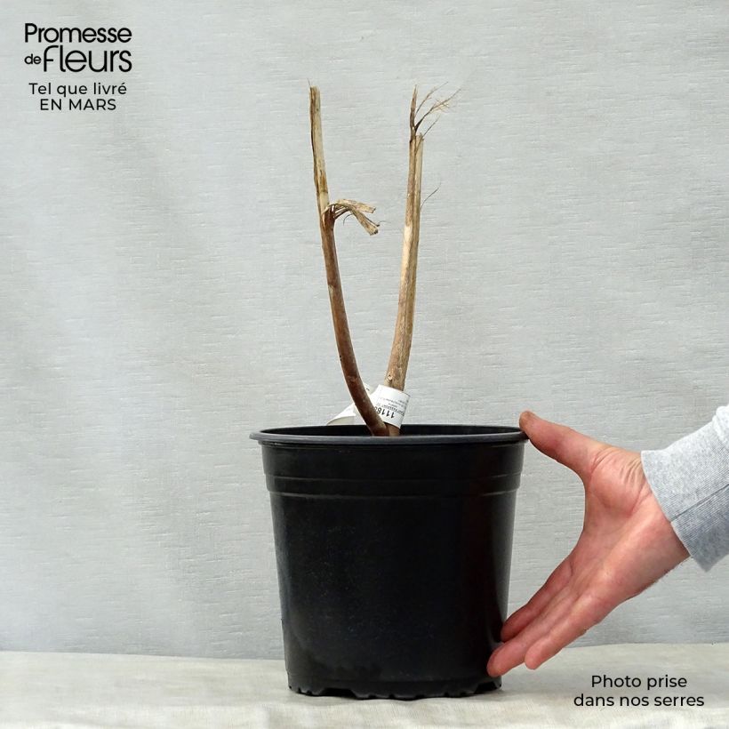 Exemplar von Hibiscus moscheutos PLANET Solène - Sumpfeibisch Topf mit 3L/4L wie im Frühjahr geliefert