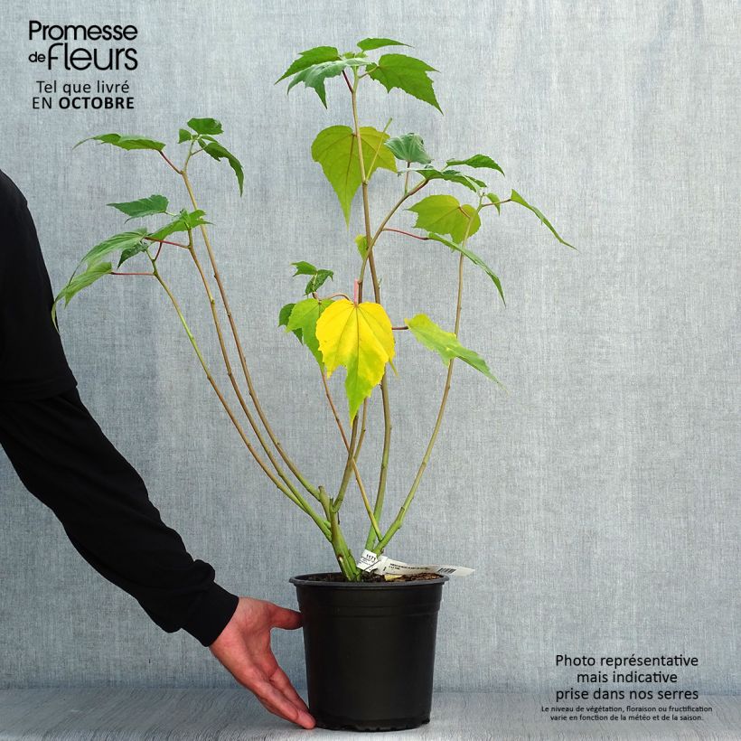 Exemplar von Hibiscus moscheutos PLANET Solène - Sumpfeibisch Topf mit 3L/4L wie im Herbst geliefert