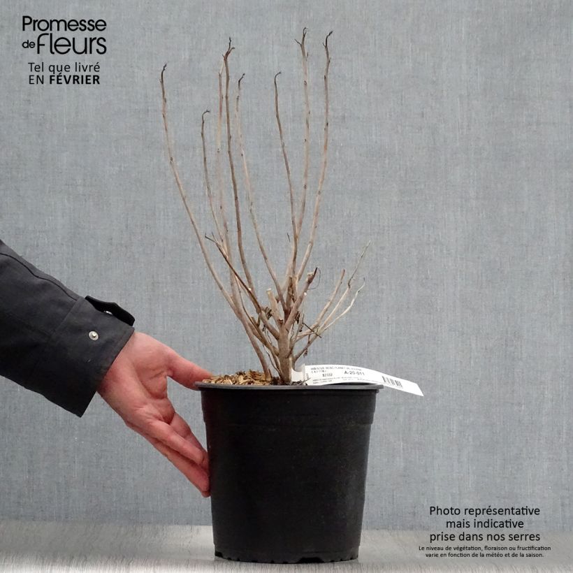 Exemplar von Hibiscus moscheutos PLANET Solène - Sumpfeibisch Topf mit 3L/4L wie im Winter geliefert