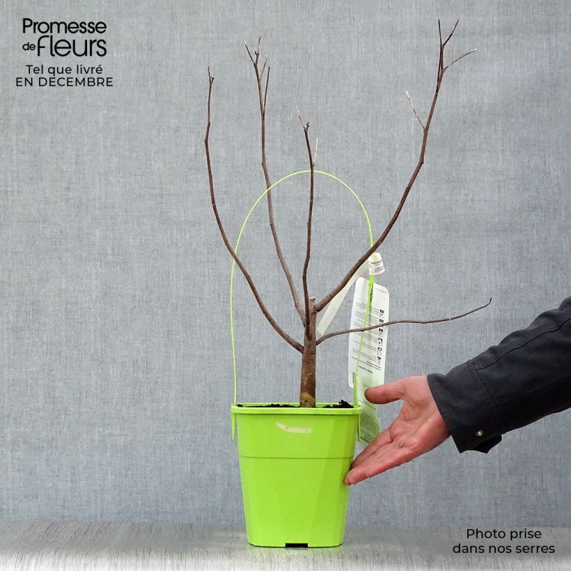 Exemplar von Hibiscus moscheutos Pink Candy - Sumpfeibisch Topf mit 3L/4L wie im Winter geliefert