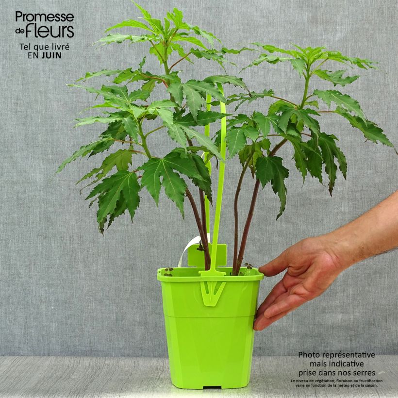 Exemplar von Hibiscus moscheutos Pink Candy - Sumpfeibisch Topf mit 3L/4L wie im Sommer geliefert