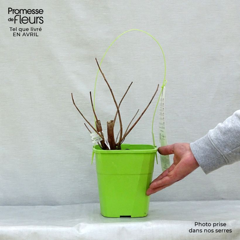 Exemplar von Hibiscus moscheutos Pink Passion - Sumpfeibisch Topf mit 3L/4L wie im Frühjahr geliefert