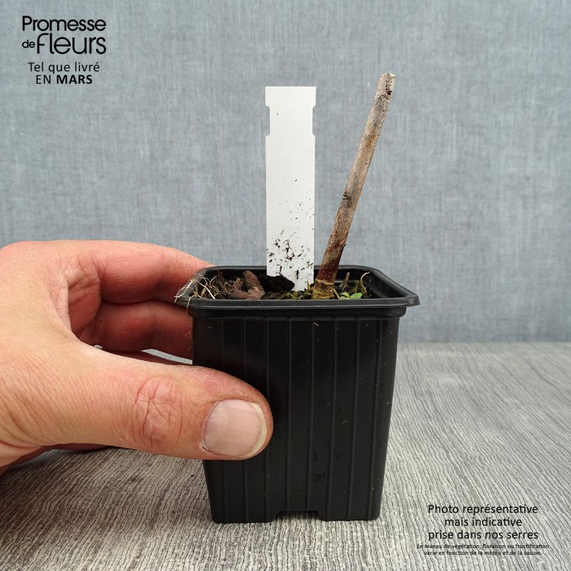 Exemplar von Hibiscus moscheutos Pink Passion - Sumpfeibisch Kleine Töpfe von 8/9 cm wie im Winter geliefert