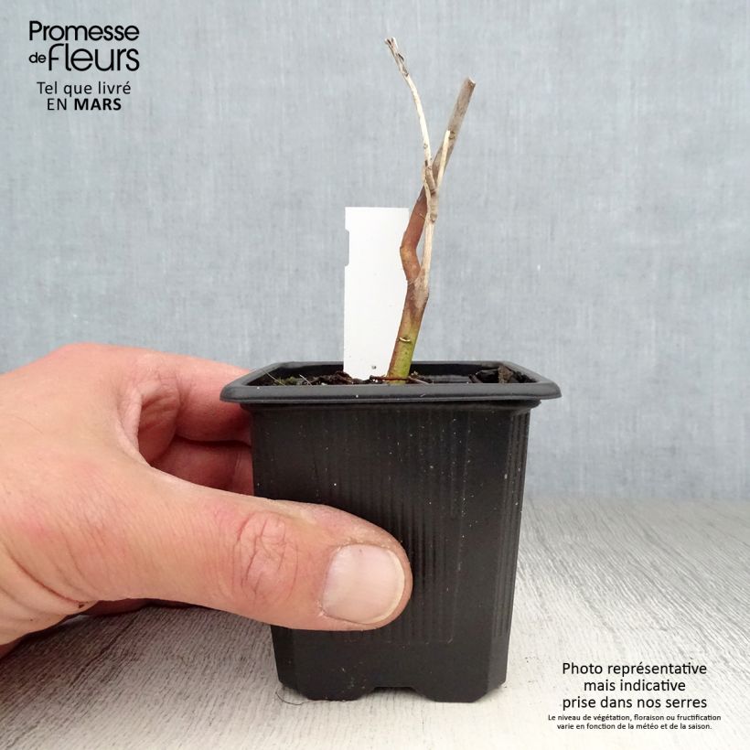 Exemplar von Hibiscus moscheutos Pink Passion - Sumpfeibisch Kleine Töpfe von 8/9 cm wie im Frühjahr geliefert