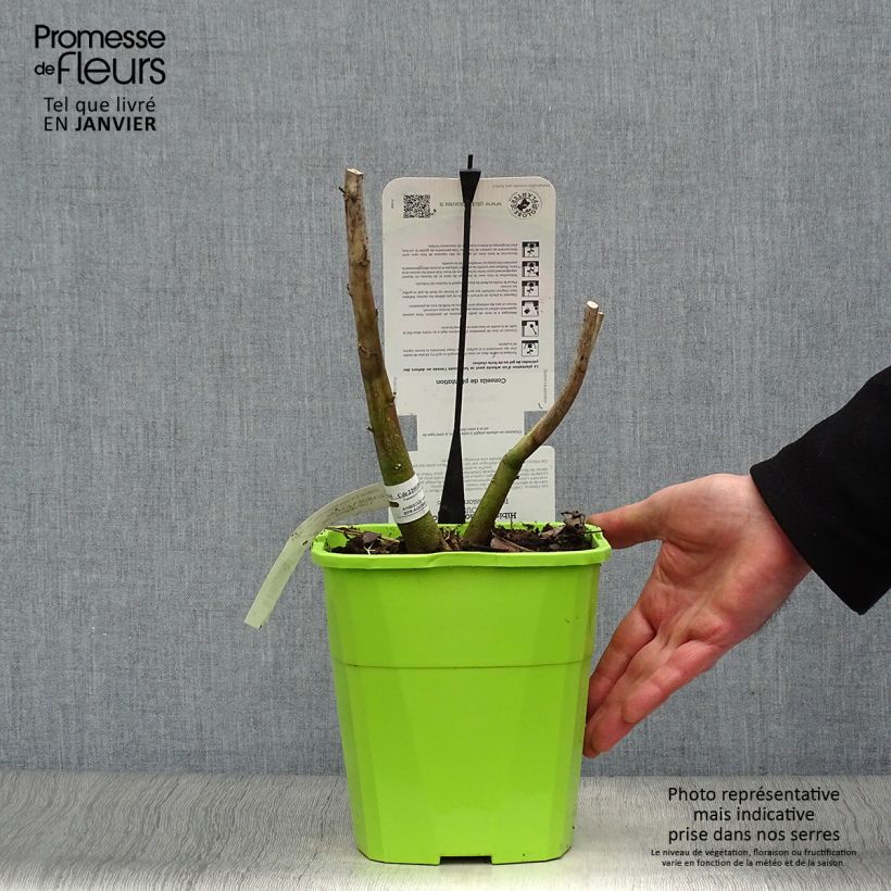 Exemplar von Hibiscus moscheutos Pink Passion - Sumpfeibisch Topf mit 3L/4L wie im Winter geliefert