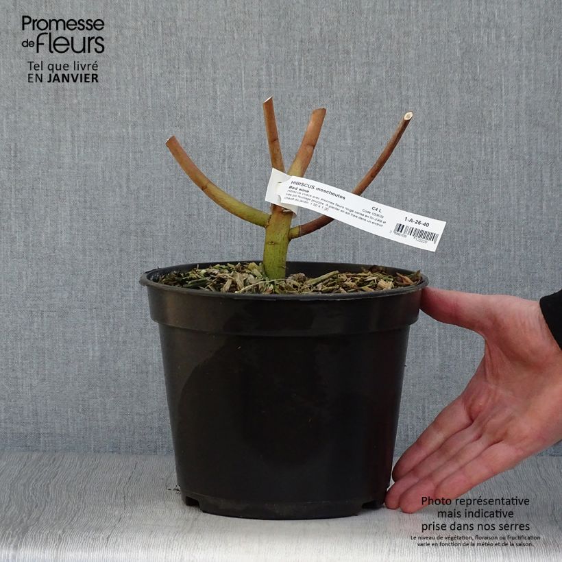 Exemplar von Hibiscus moscheutos Red Wine - Sumpfeibisch Topf mit 4L/5L wie im Winter geliefert