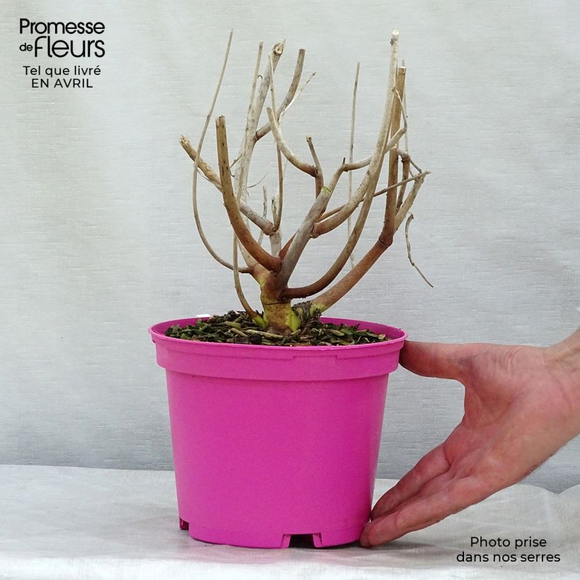 Exemplar von Hibiscus moscheutos Rose - Sumpfeibisch Topf mit 2L/3L wie im Frühjahr geliefert