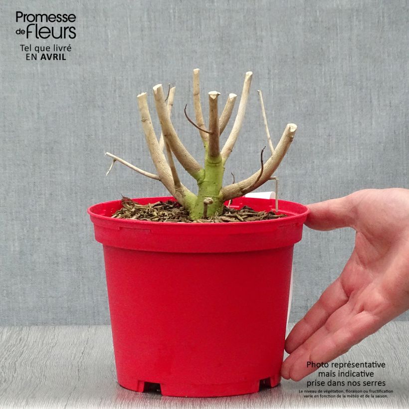 Exemplar von Hibiscus moscheutos Red - Sumpfeibisch Topf mit 2L/3L wie im Frühjahr geliefert