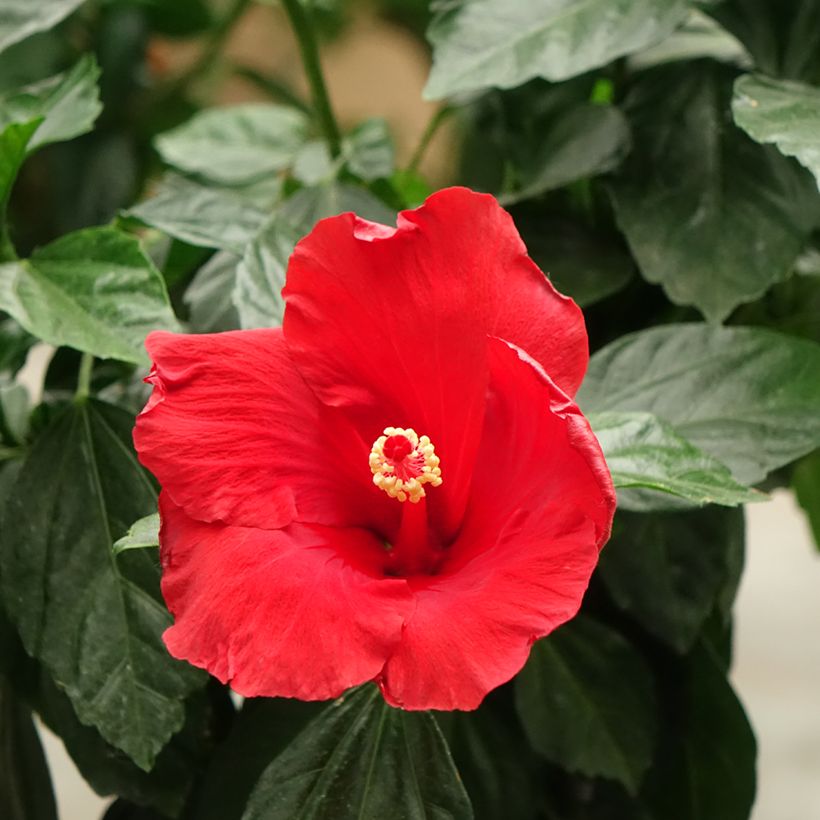 Hibiscus Sunny Cities Premiere Red (Samen) (Blüte)