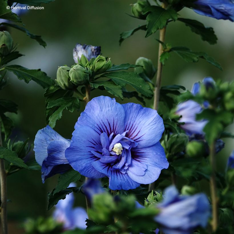 Garten-Hibiscus Beautifull Cobalt - Hibiscus syriacus (Blüte)