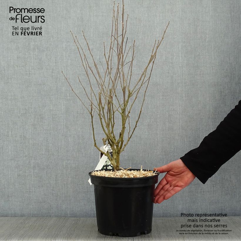 Exemplar von Garten-Hibiscus Eléonore - Hibiscus syriacus Topf mit 7,5L/10L wie im Winter geliefert