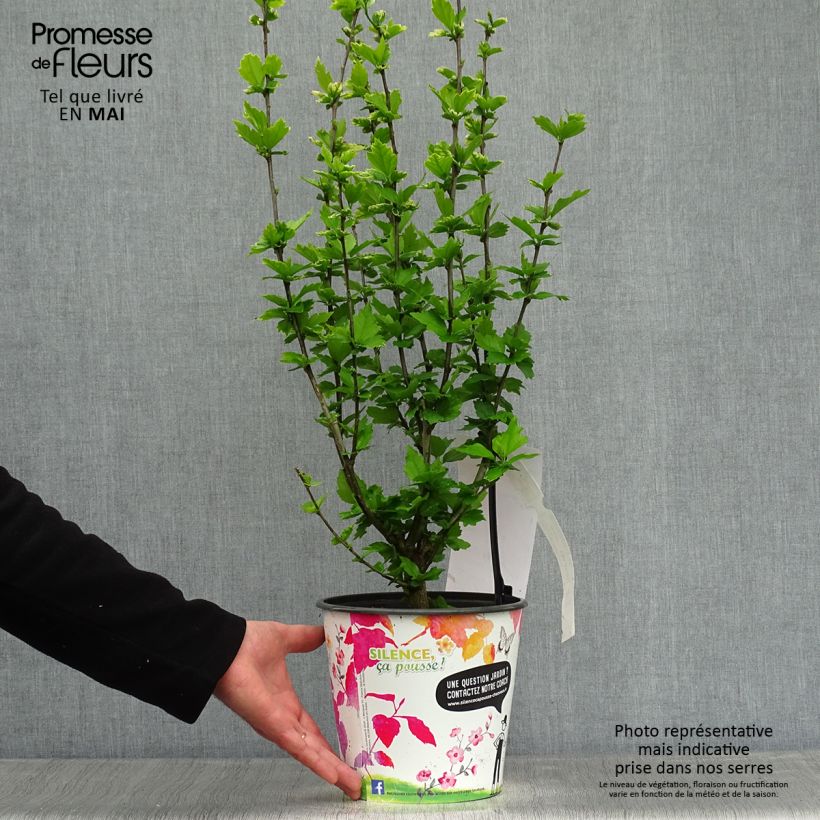 Exemplar von Garten-Hibiscus Eruption - Hibiscus syriacus Topf mit 4L/5L wie im Frühjahr geliefert