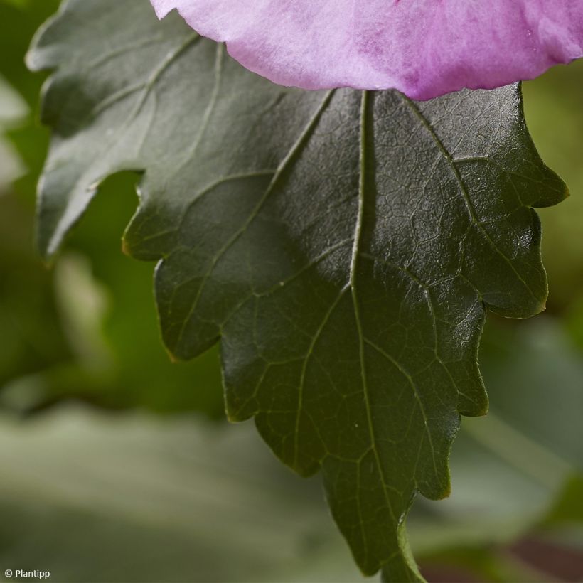 Garten-Hibiscus Flower Tower Purple - Hibiscus syriacus (Laub)