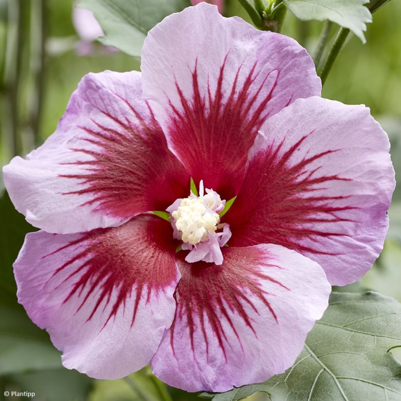 Garten-Hibiscus Flower Tower Purple - Hibiscus syriacus (Blüte)
