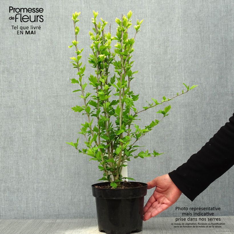 Exemplar von Garten-Hibiscus Flower Tower Ruby - Hibiscus syriacus Topf mit 2L/3L wie im Frühjahr geliefert