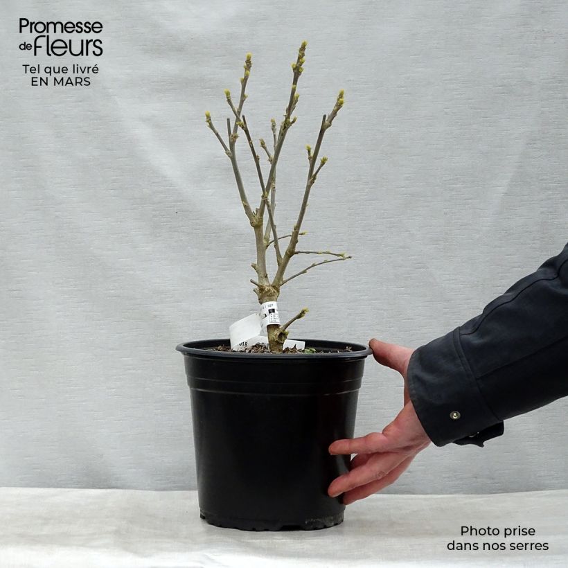 Exemplar von Garten-Hibiscus French point - Hibiscus syriacus Topf mit 4L/5L wie im Frühjahr geliefert