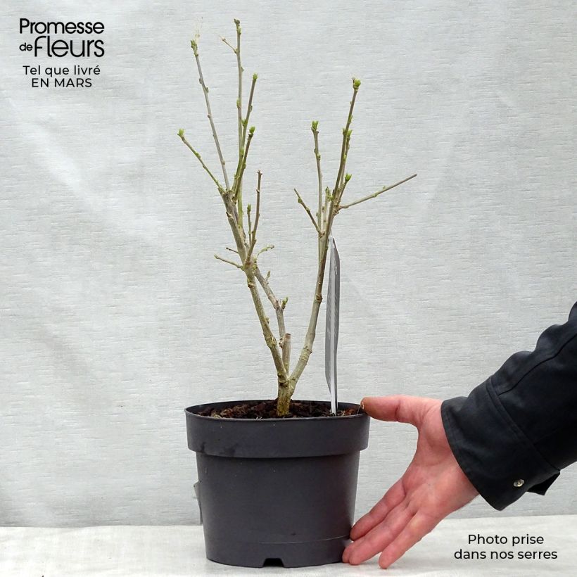 Exemplar von Garten-Hibiscus Hamabo - Hibiscus syriacus Topf mit 3L/4L wie im Frühjahr geliefert