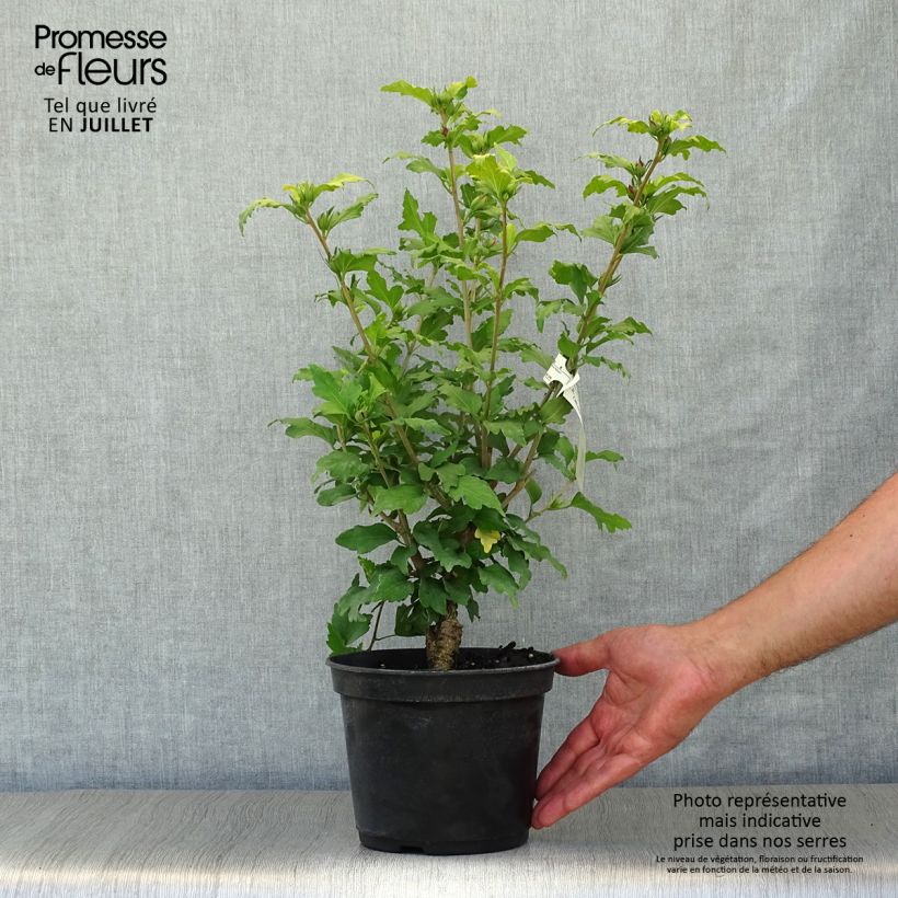 Exemplar von Garten-Hibiscus Hamabo - Hibiscus syriacus Topf mit 3L/4L wie im Sommer geliefert