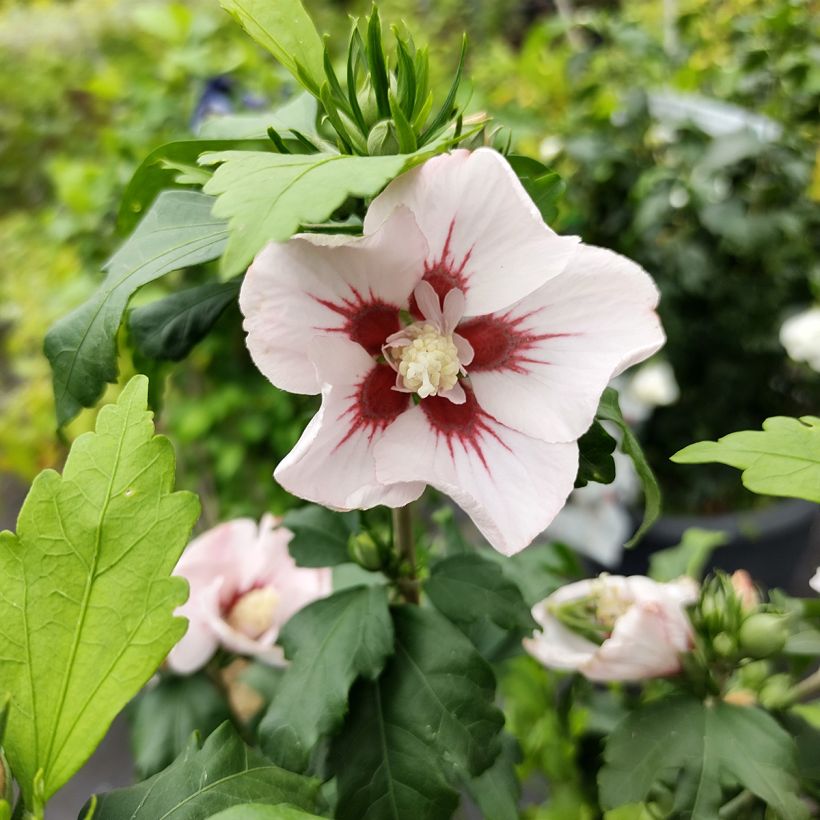 Garten-Hibiscus Hamabo - Hibiscus syriacus (Blüte)