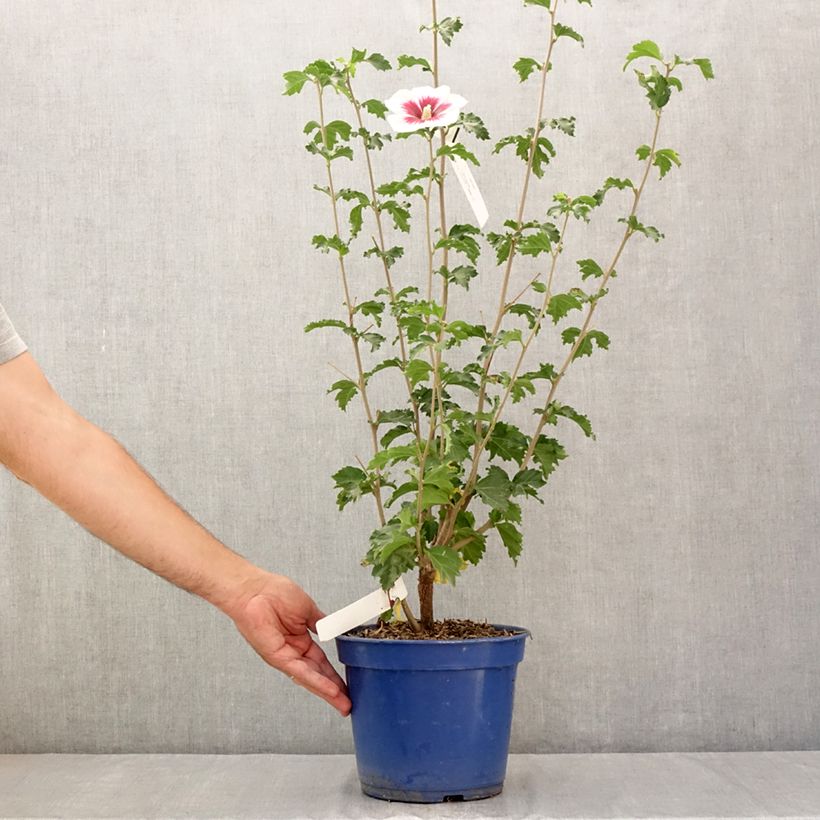 Exemplar von Garten-Hibiscus Hibisa Blanco - Hibiscus syriacus Topf mit 3L/4L wie im Sommer geliefert
