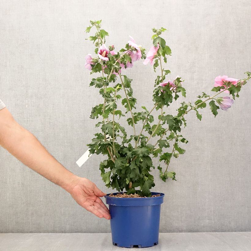 Exemplar von Garten-Hibiscus Hibisa Cocktail - Hibiscus syriacus Topf mit 3L/4L wie im Sommer geliefert