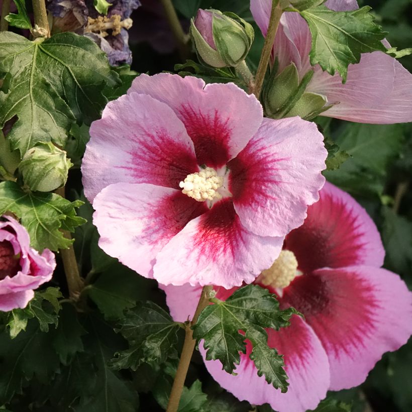 Garten-Hibiscus Hibisa Cocktail - Hibiscus syriacus (Blüte)