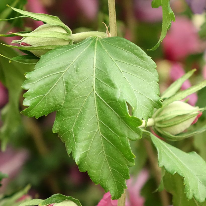 Garten-Hibiscus Hibisa Rosada - Hibiscus syriacus (Laub)