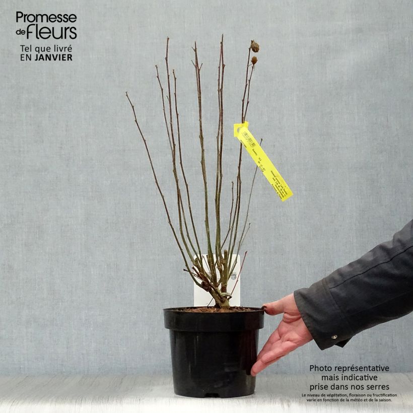 Exemplar von Garten-Hibiscus Lady Stanley - Hibiscus syriacus Topf mit 3L/4L wie im Winter geliefert