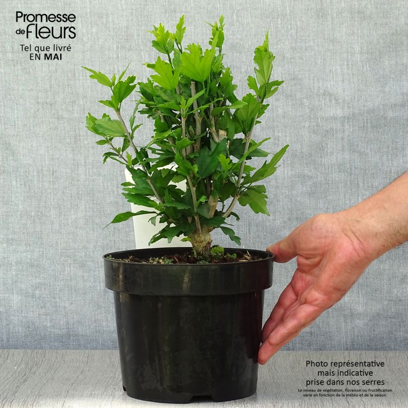 Exemplar von Garten-Hibiscus Lady Stanley - Hibiscus syriacus Topf mit 3L/4L wie im Frühjahr geliefert