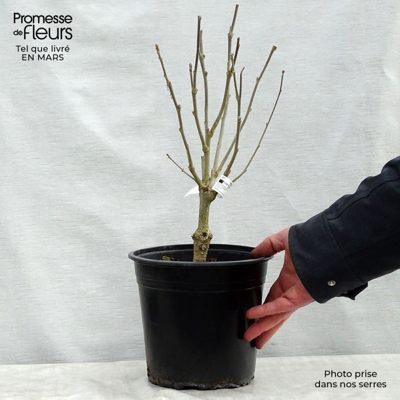 Exemplar von Garten-Hibiscus Lavender Chiffon - Hibiscus syriacus Topf mit 3L/4L wie im Frühjahr geliefert